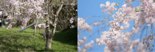 Przykładowe zdjęcia obiektywów serii F1.8