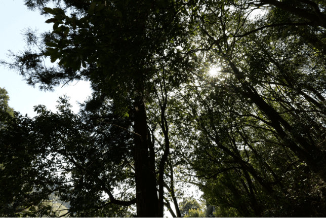 Przykładowe zdjęcie przedstawiające wyraźny i wysokiej jakości obraz w warunkach podświetlenia.