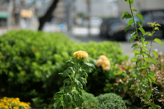 Sample image of Bokeh