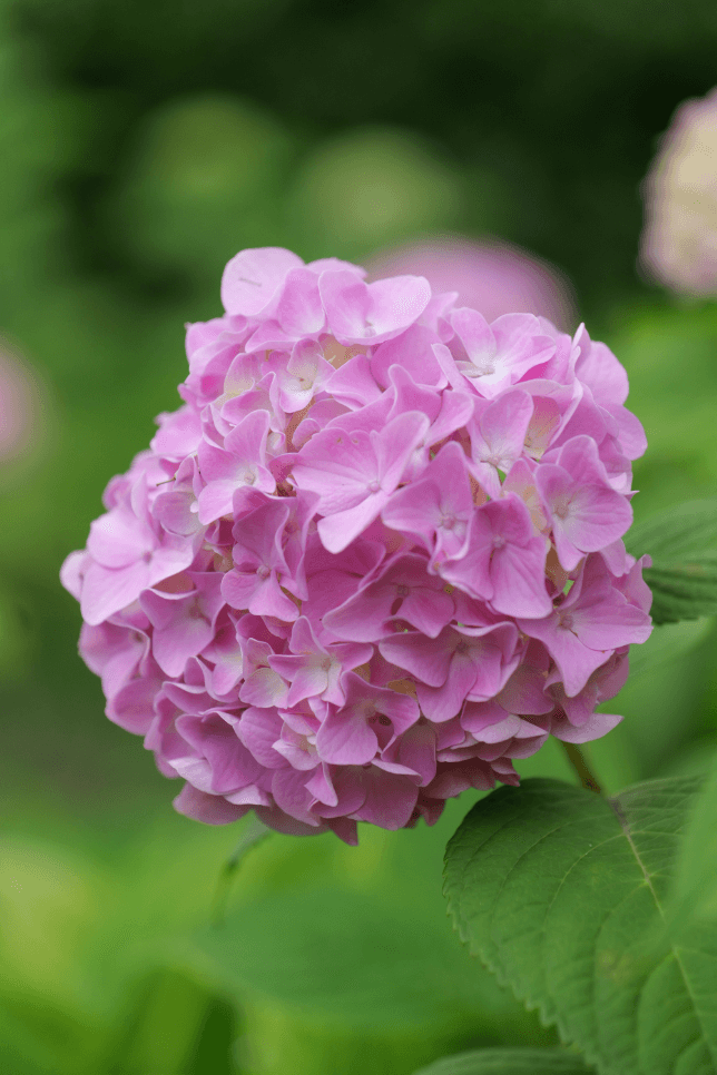 Przykładowe zdjęcie z aparatu S5 II, obiektyw S 24–105 F4 105 mm, 1/1300 sek., F4.0, ISO 1600