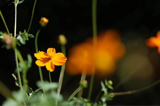 A sample photo with S-E2470