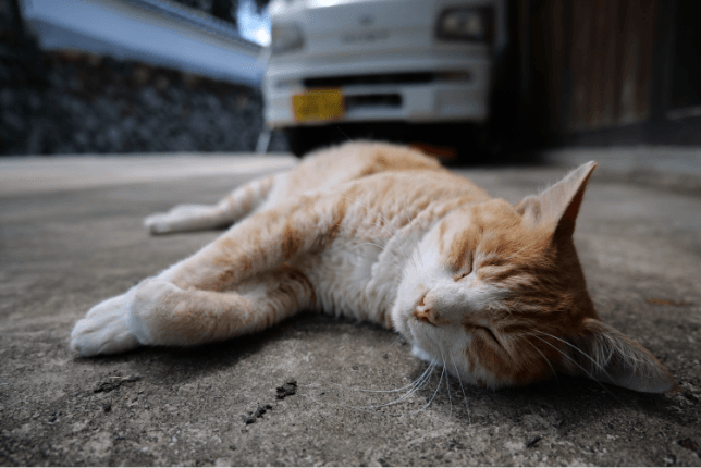 Przykładowe zdjęcie zrobione aparatem LUMIX S1 oraz obiektywem LUMIX S 20–60 mm F3.5–5.6 F3.5 SS 1/1000 ISO 200 (zdjęcie wykonane przy ogniskowej 20 mm)