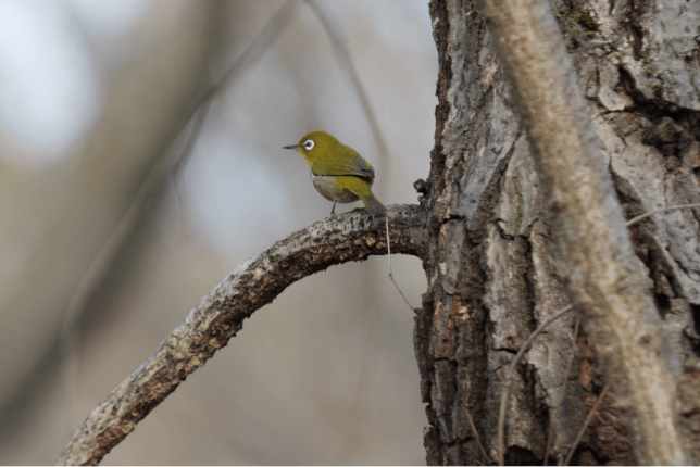 A sample photo with S-R70200