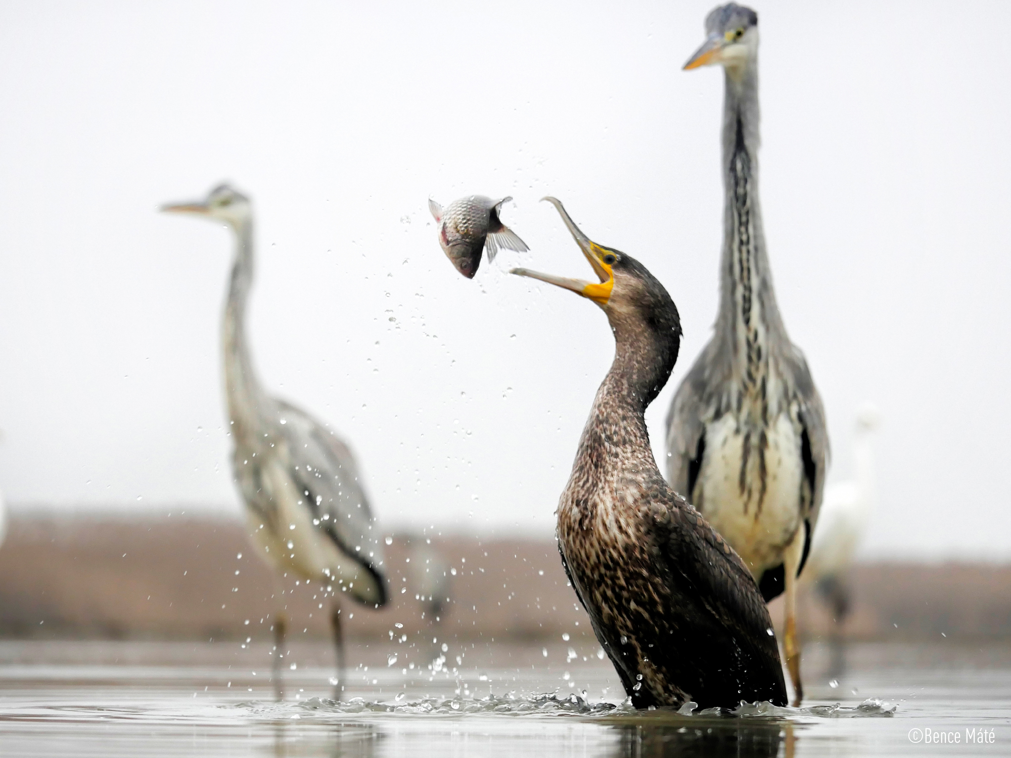 LUMIX G X VARIO 35-100mm / F2.8 II / POWER O.I.S. Sample Images 1