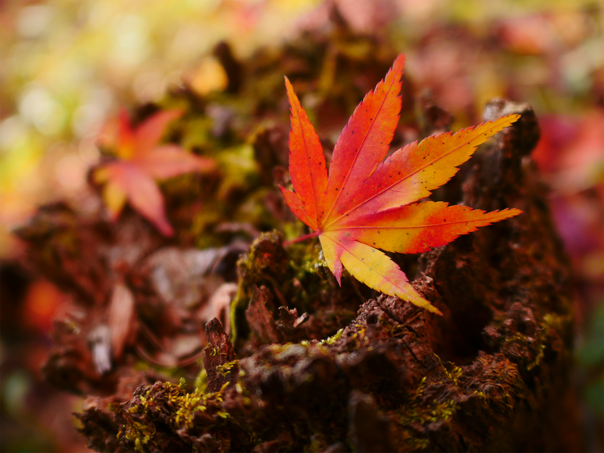 LEICA DG SUMMILUX 15mm / F1.7 ASPH. Prøvebilleder 1