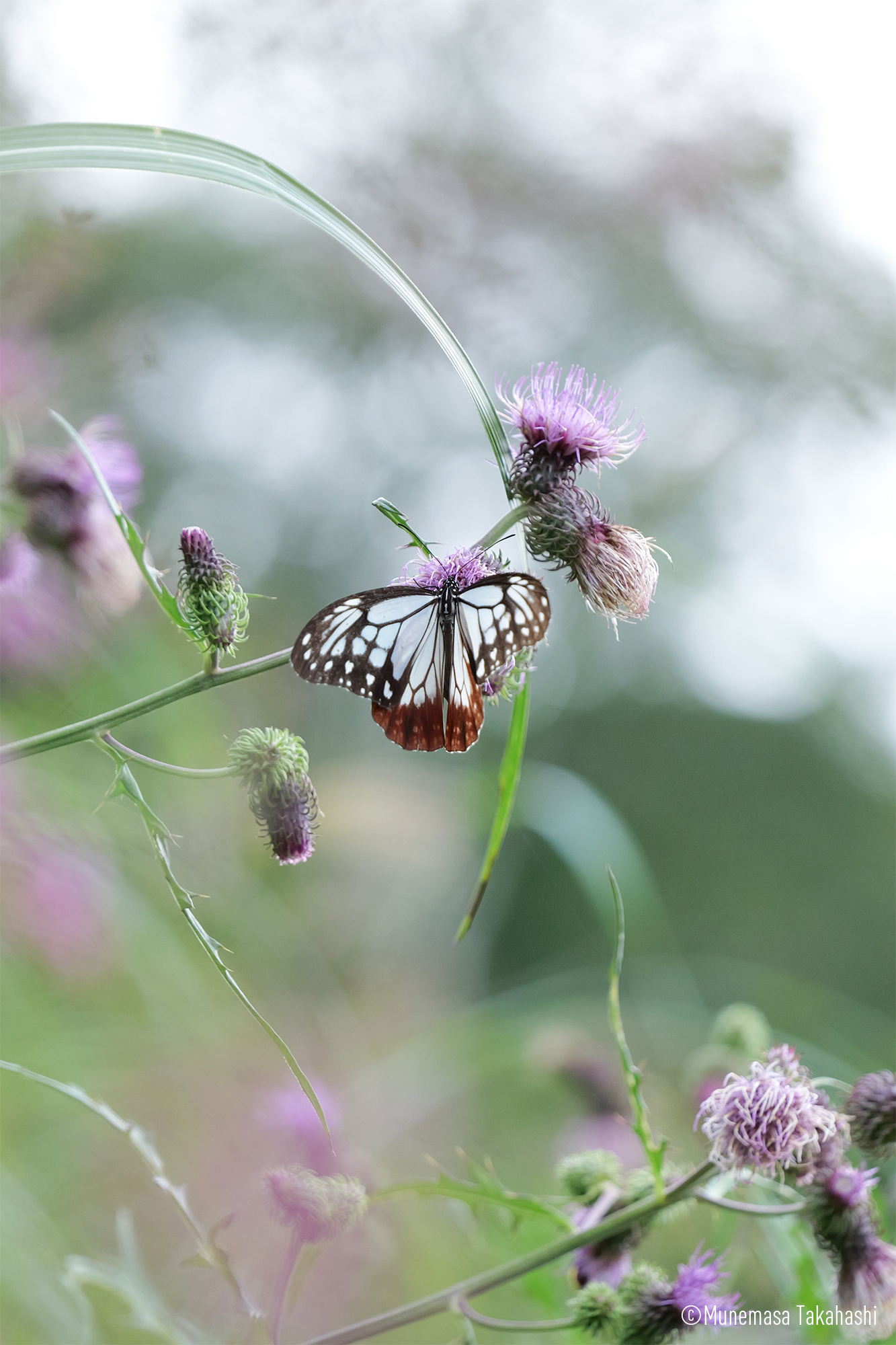 LUMIX S5M2 Gallery 5