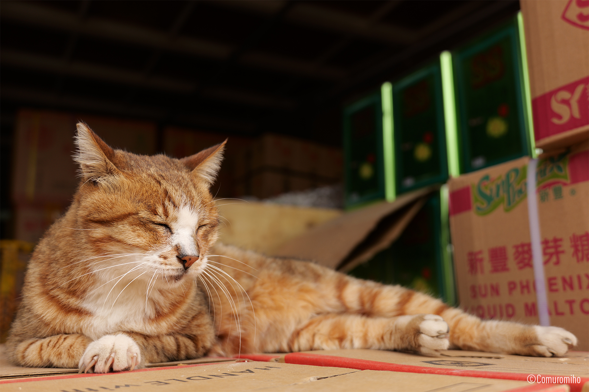 LUMIX S 28-200mm F4-7.1 MACRO O.I.S. Sample Images 10