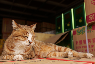 LUMIX S 28-200mm F4-7.1 MACRO O.I.S. Sample Images 10