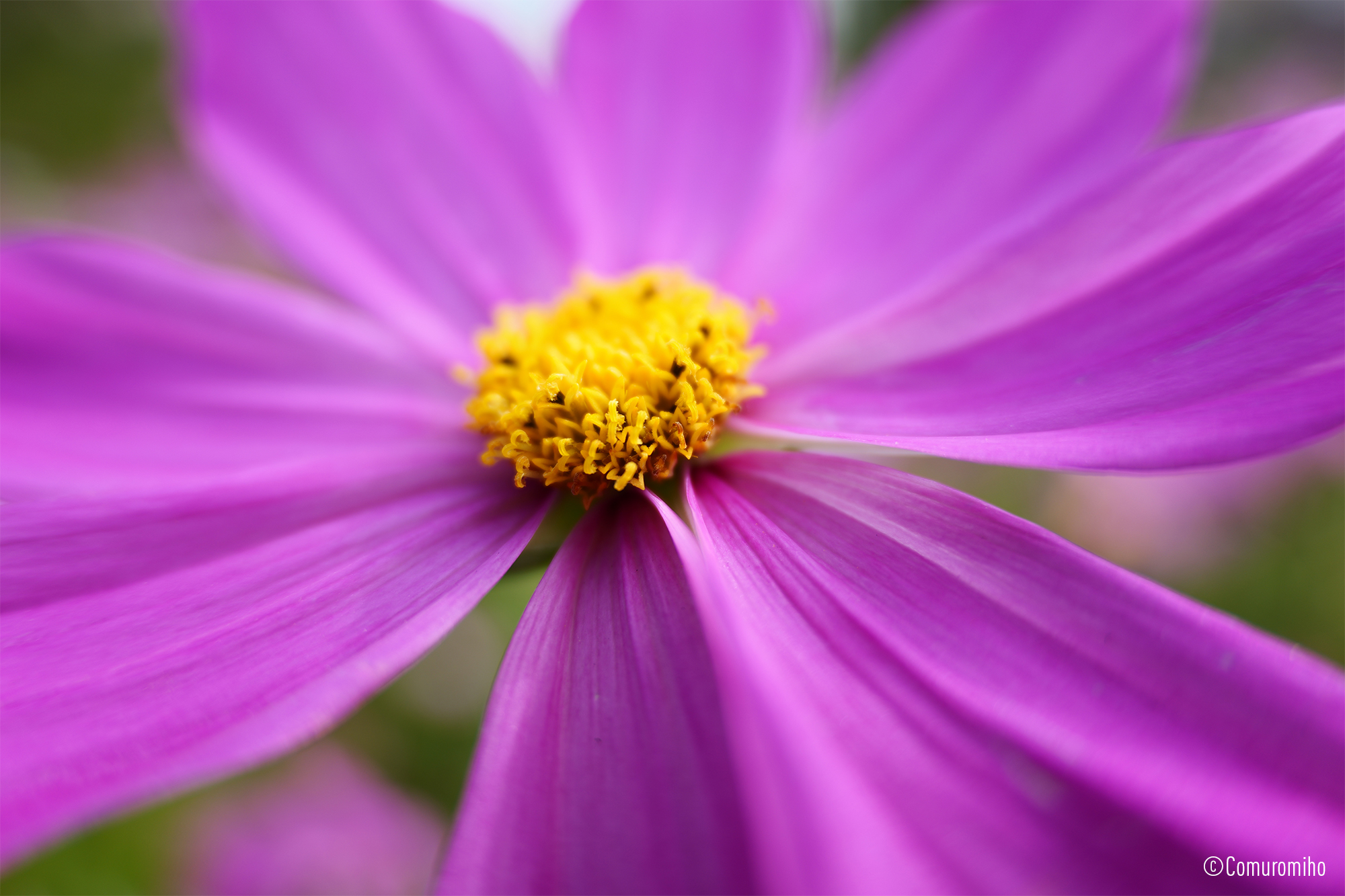 LUMIX S 28-200mm F4-7.1 MACRO O.I.S. Sample Images 11