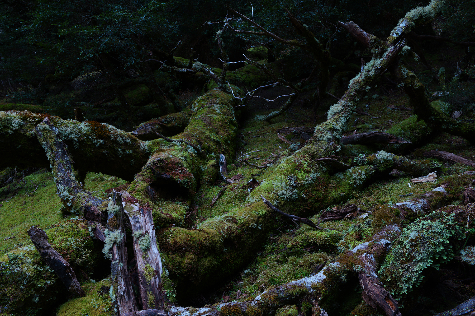 LUMIX S1RII Gallery 8