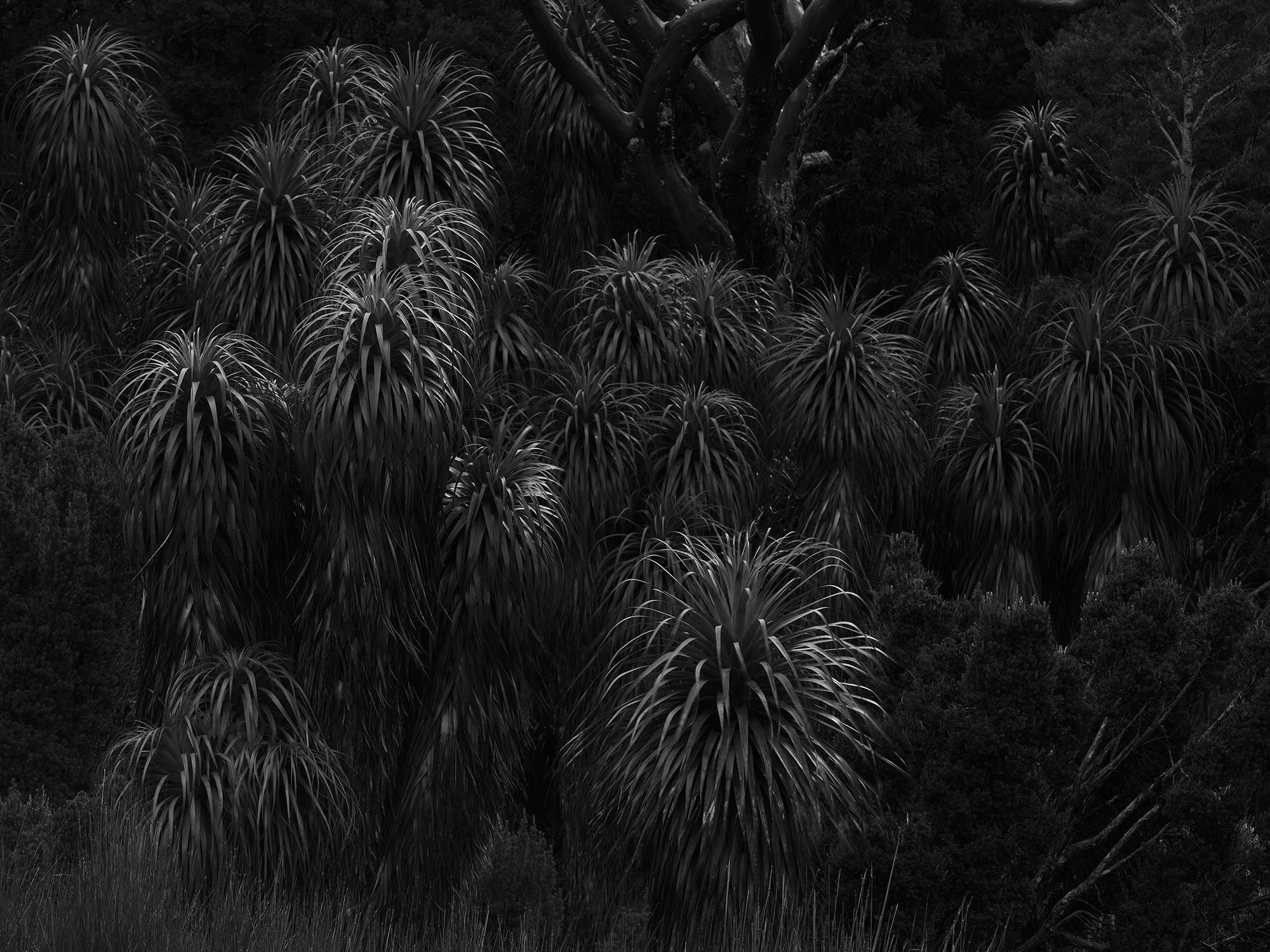 LUMIX S1RII Gallery 9