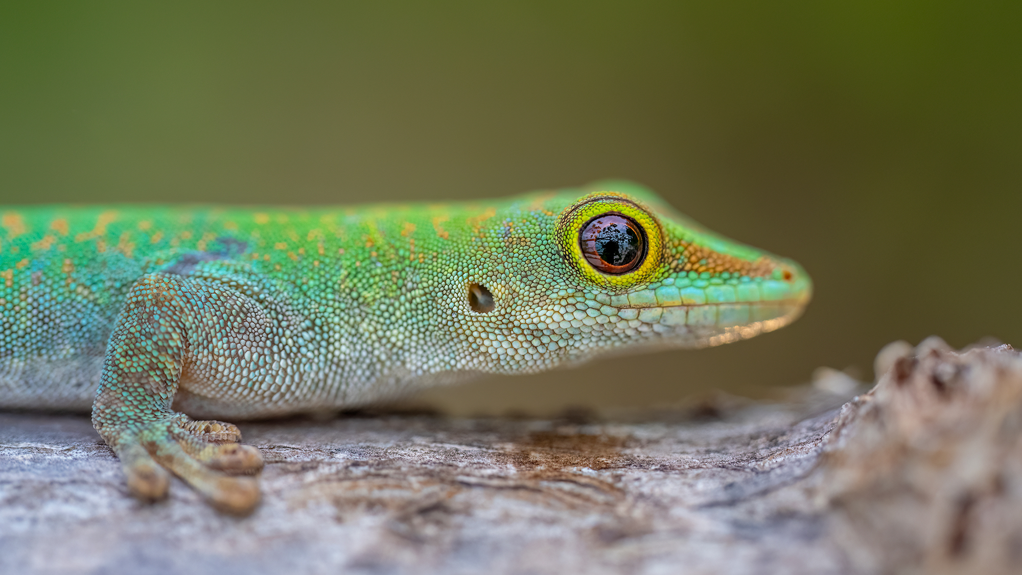 LUMIX S1RII Gallery 23