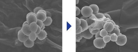 An image indicating that a virus is inhibited by hydroxyl radicals