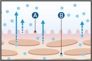 Moisture escapes [Initially]​