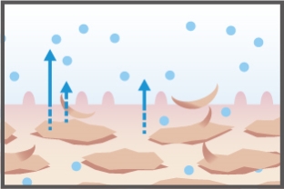 Corneum sloughs off [28 days later]
