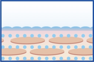 Corneum is maintained and smooth [28 days later]