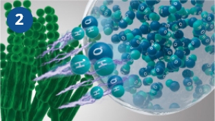 Hydroxyl radicals denature mould proteins.