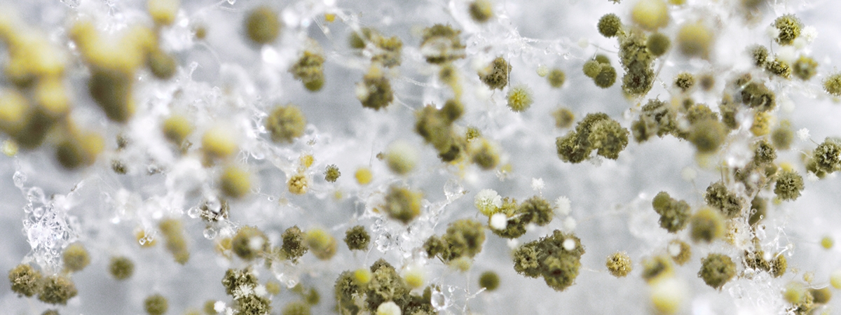 A image of mould