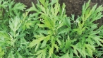Artemisia​