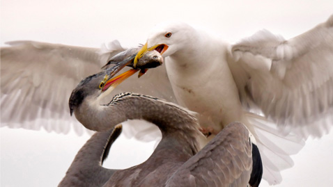 Explore the Nature Scene