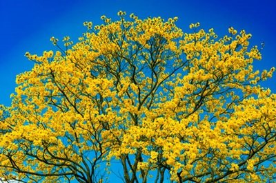 Panama: Employees Engage in Tree Planting