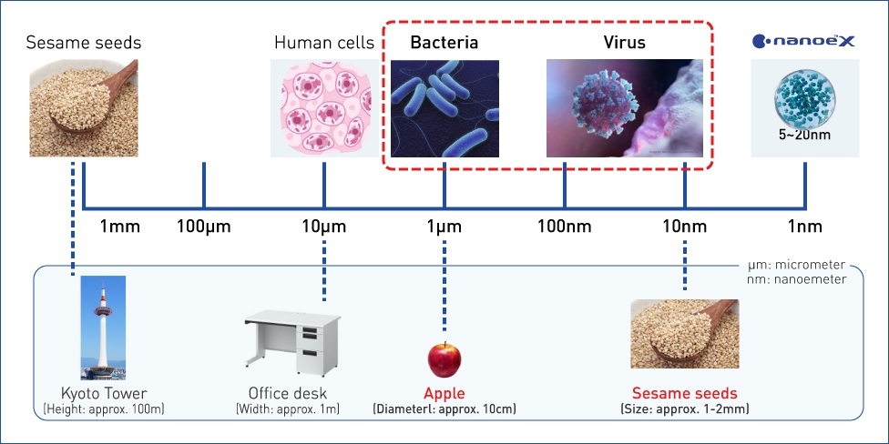 A figure of size comparision between viruses and bacteira