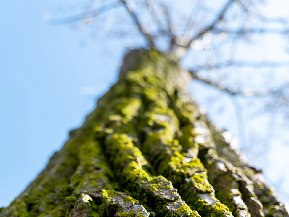 Panasonic Lumix S1 First Impressions Review