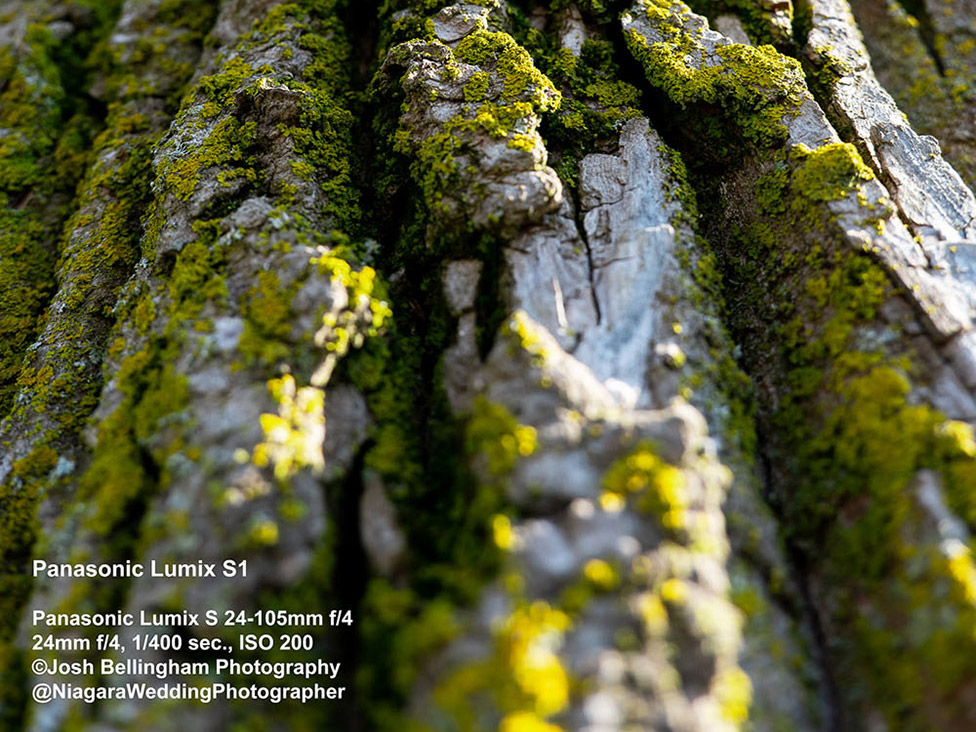 Panasonic Lumix S1 First Impressions Review