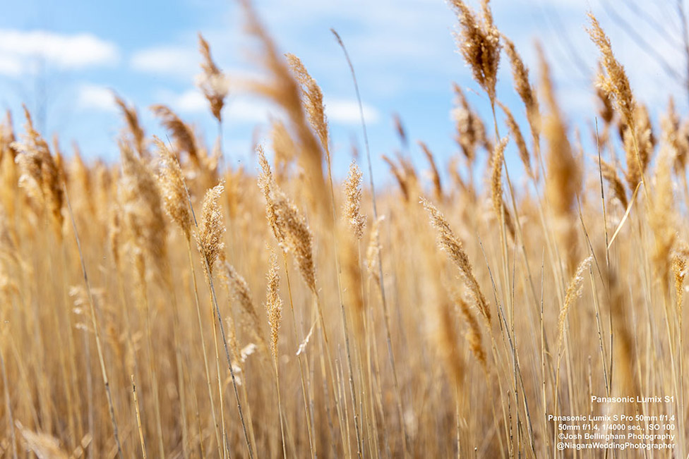 Panasonic Lumix S1 First Impressions Review