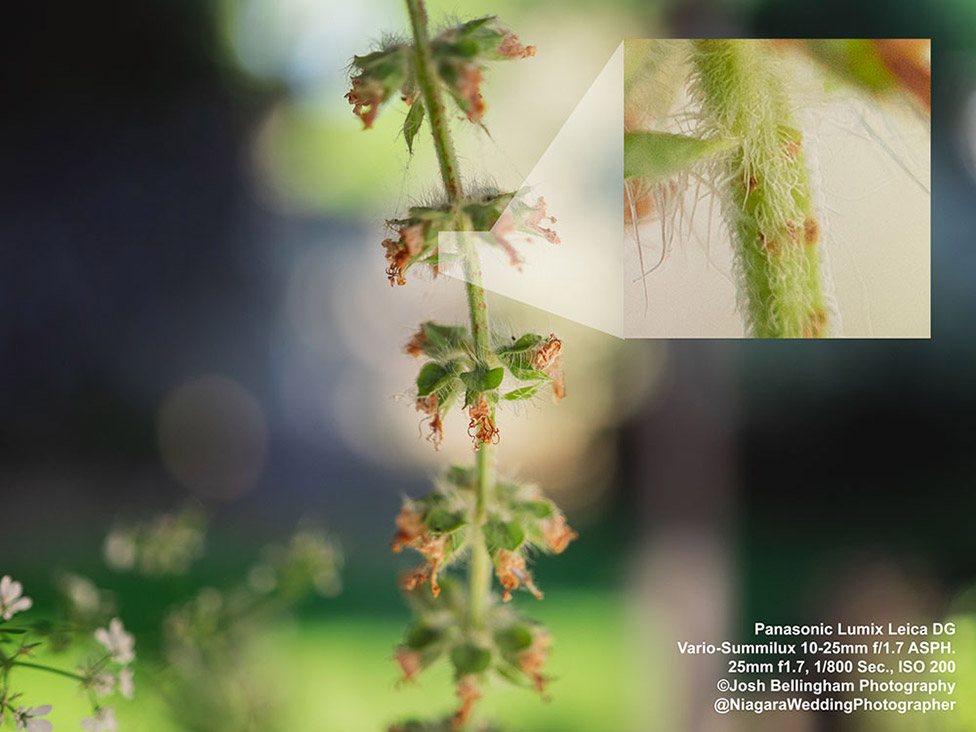 The Panasonic Lumix Leica DG Vario-Summilux 10-25mm f/1.7 ASPH – professional lens of choice