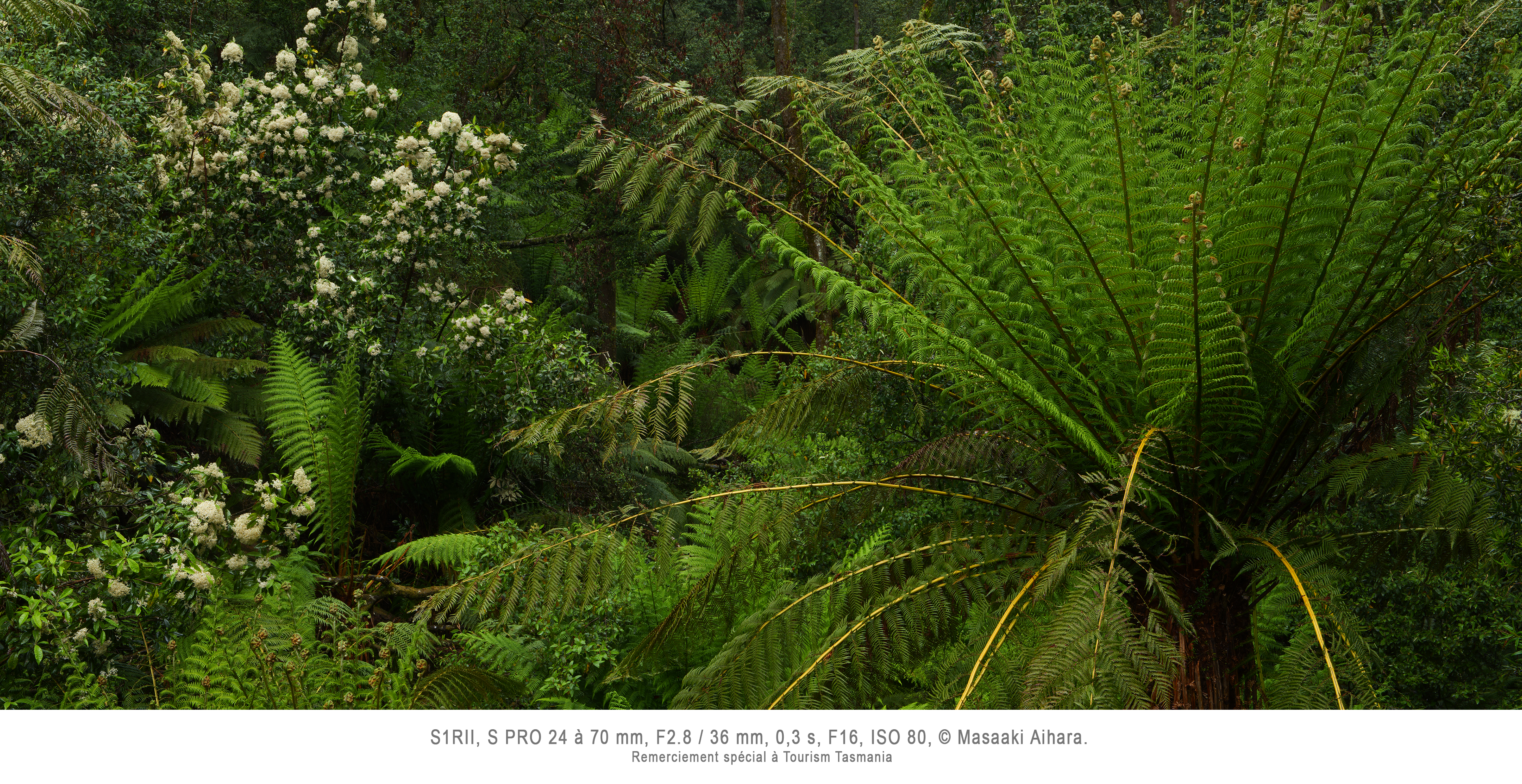 Performances photographiques époustouflantes. Capturez un moment en 44,3 Mpx.
