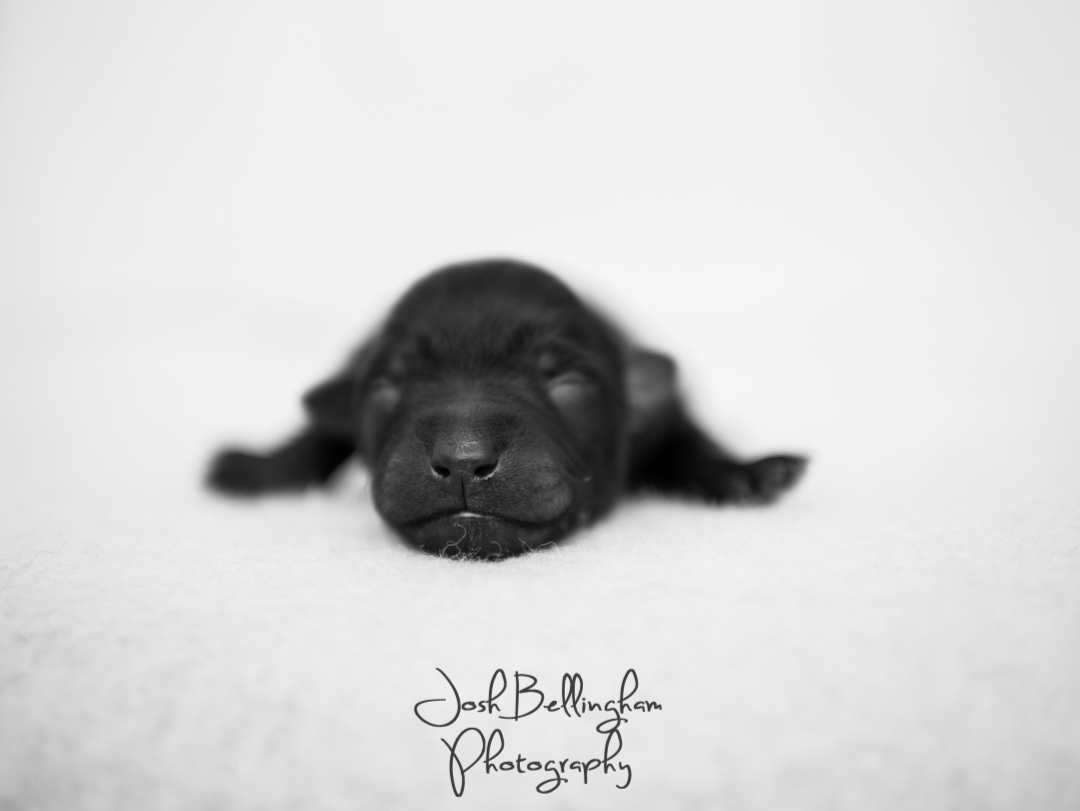 Photo by Josh Bellingham