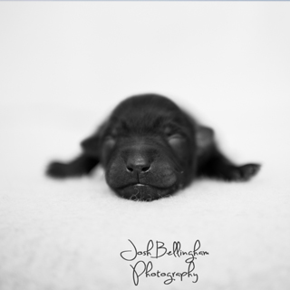 Photo by Josh Bellingham