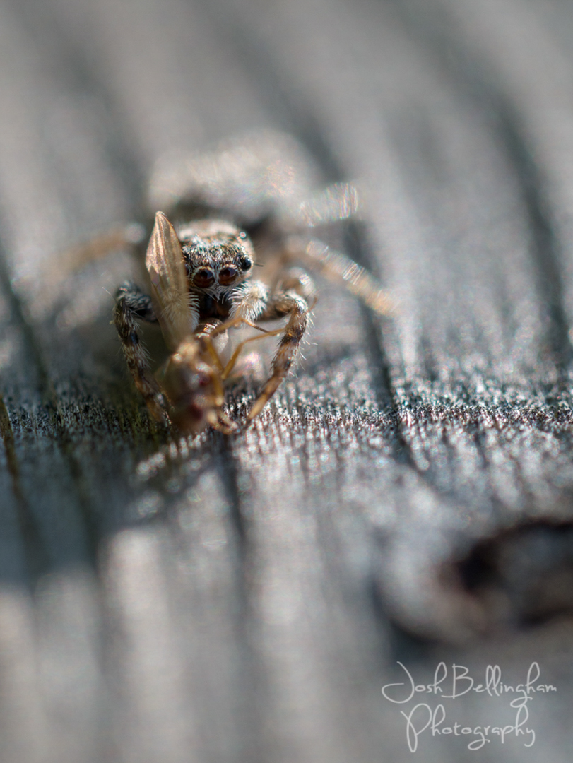 Photo by Josh Bellingham