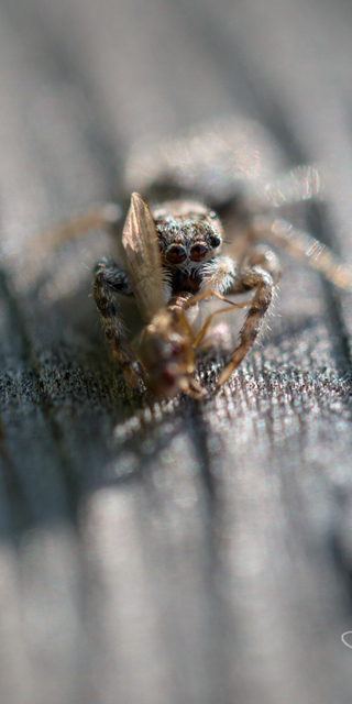 Photo by Josh Bellingham