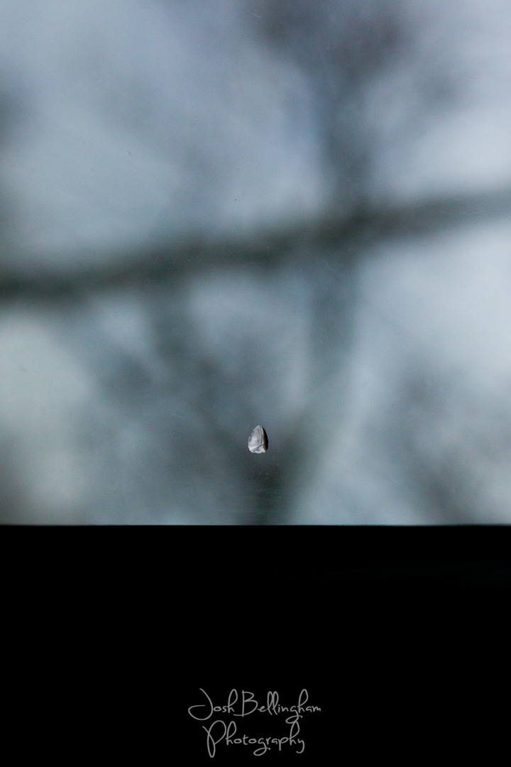 Photo by Josh Bellingham