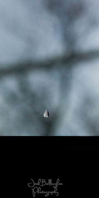 Photo by Josh Bellingham