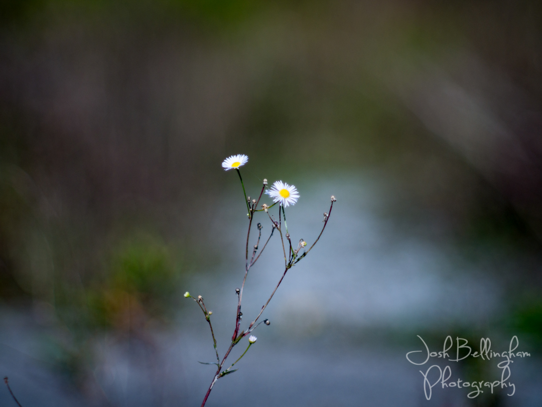 Photo by Josh Bellingham