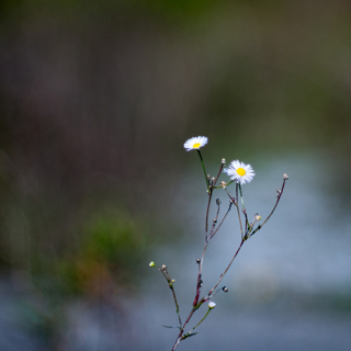 Photo by Josh Bellingham