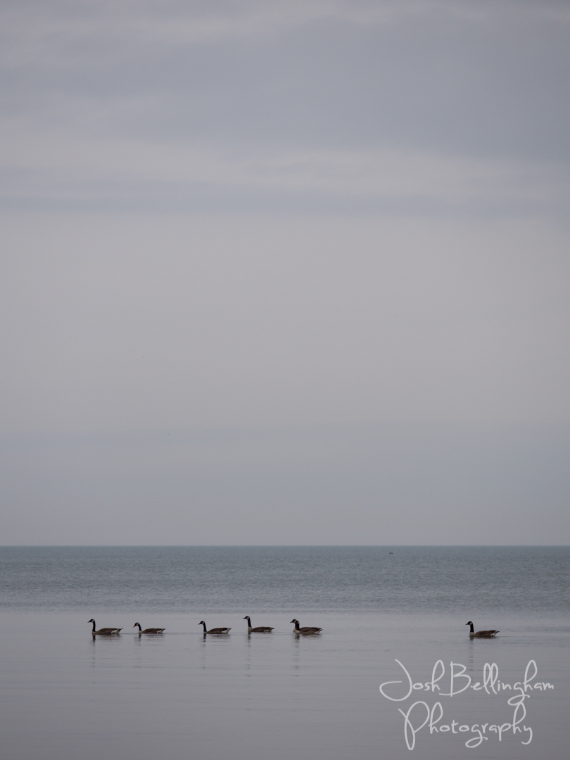 Photo by Josh Bellingham