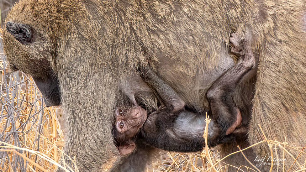 À propos d’un safari en Afrique avec le G9II