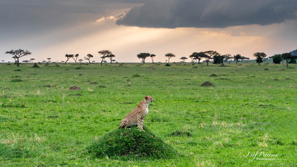 Cheetah-in-Landscape