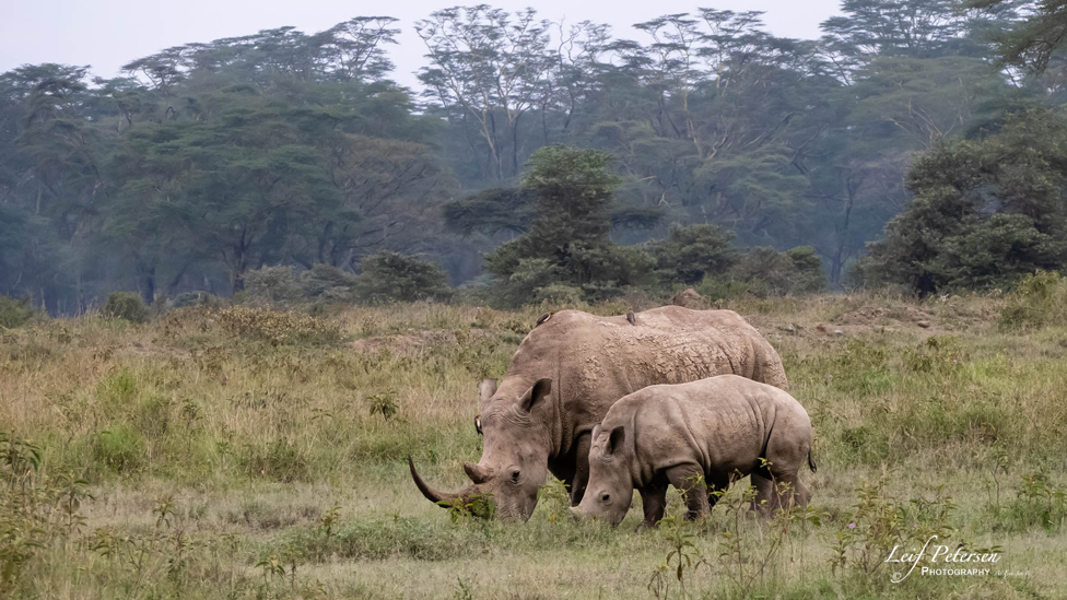 À propos d’un safari en Afrique avec le G9II