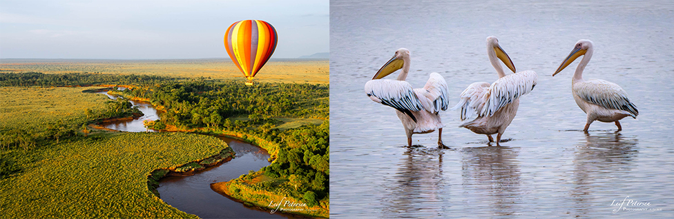 À propos d’un safari en Afrique avec le G9II