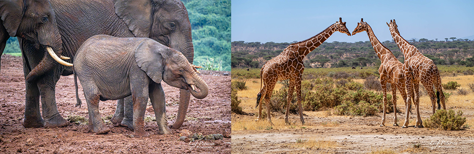 À propos d’un safari en Afrique avec le G9II
