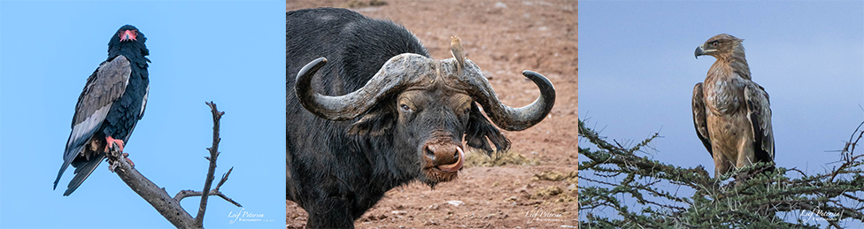 À propos d’un safari en Afrique avec le G9II