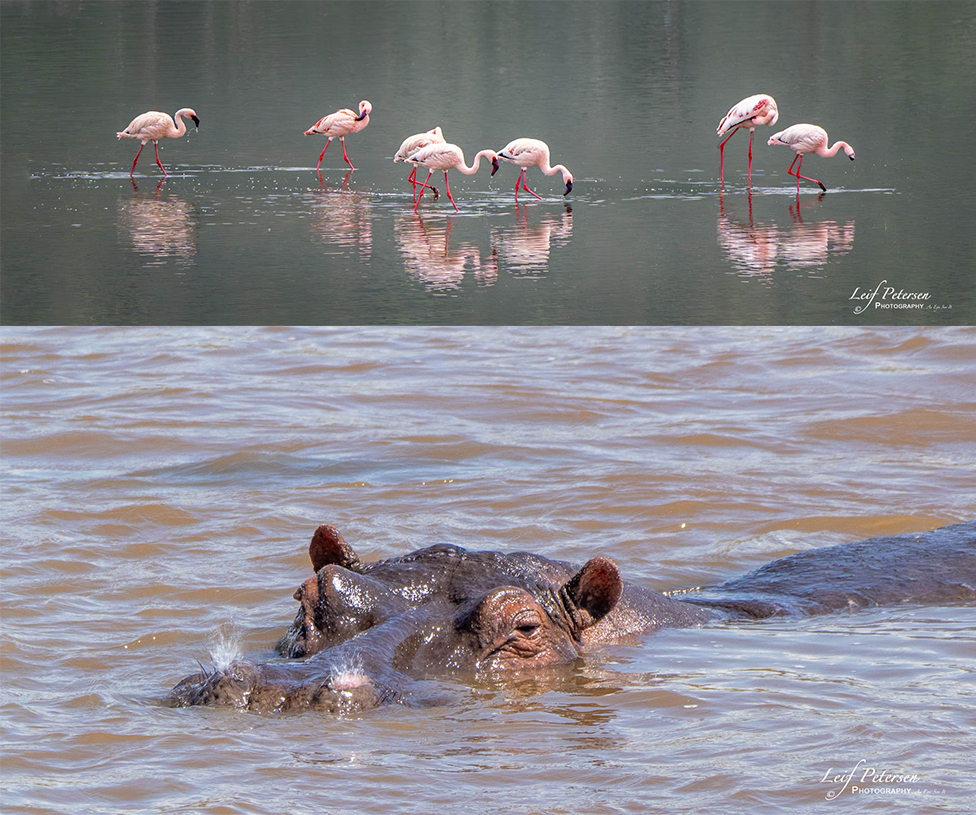 À propos d’un safari en Afrique avec le G9II
