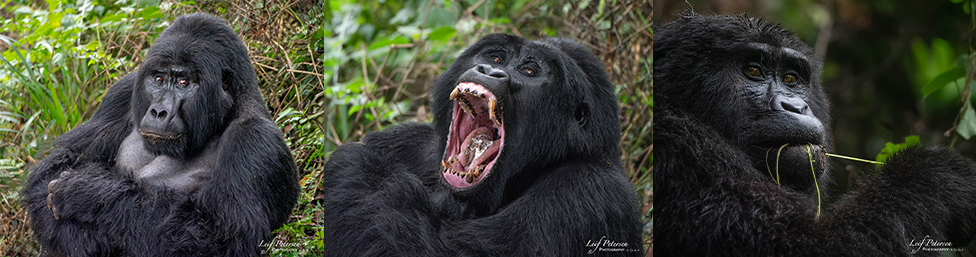 À propos d’un safari en Afrique avec le G9II