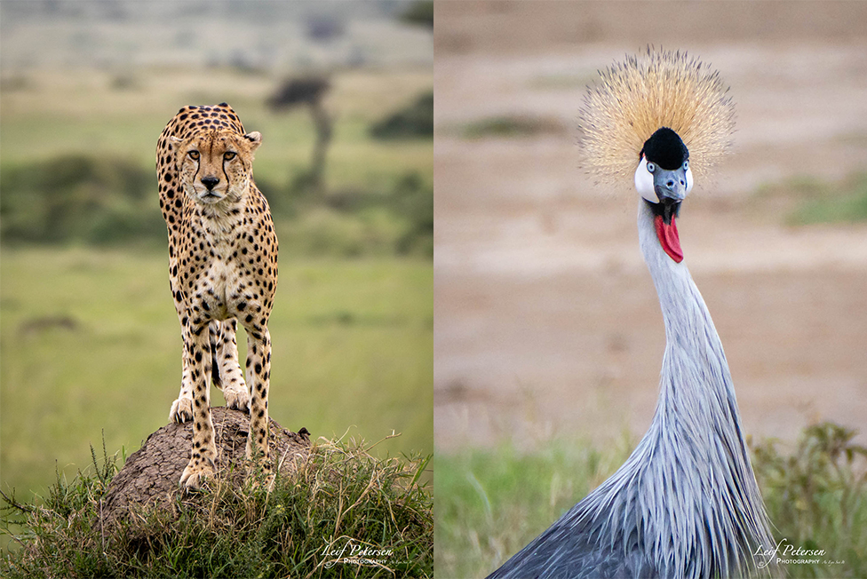 À propos d’un safari en Afrique avec le G9II