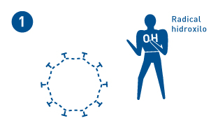 El radical de hidroxilo penetra en la proteína de los virus.